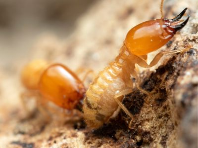 Termites - Potrait