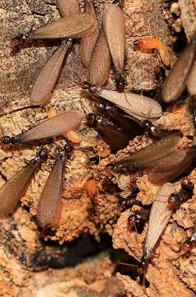 termites